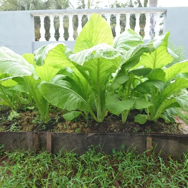 Leafy bok choy growing in the garden