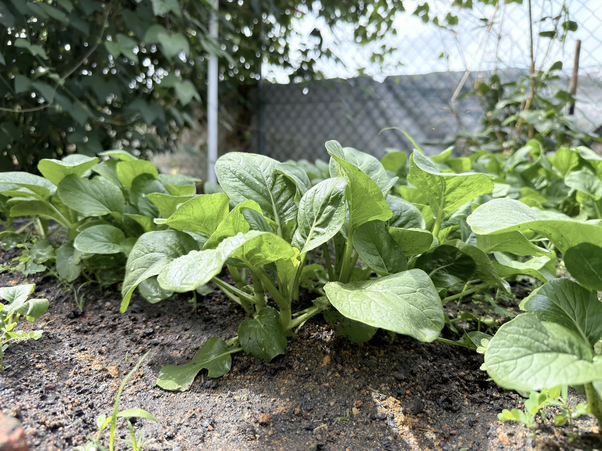 Vegetables growing in the Little Plot garden