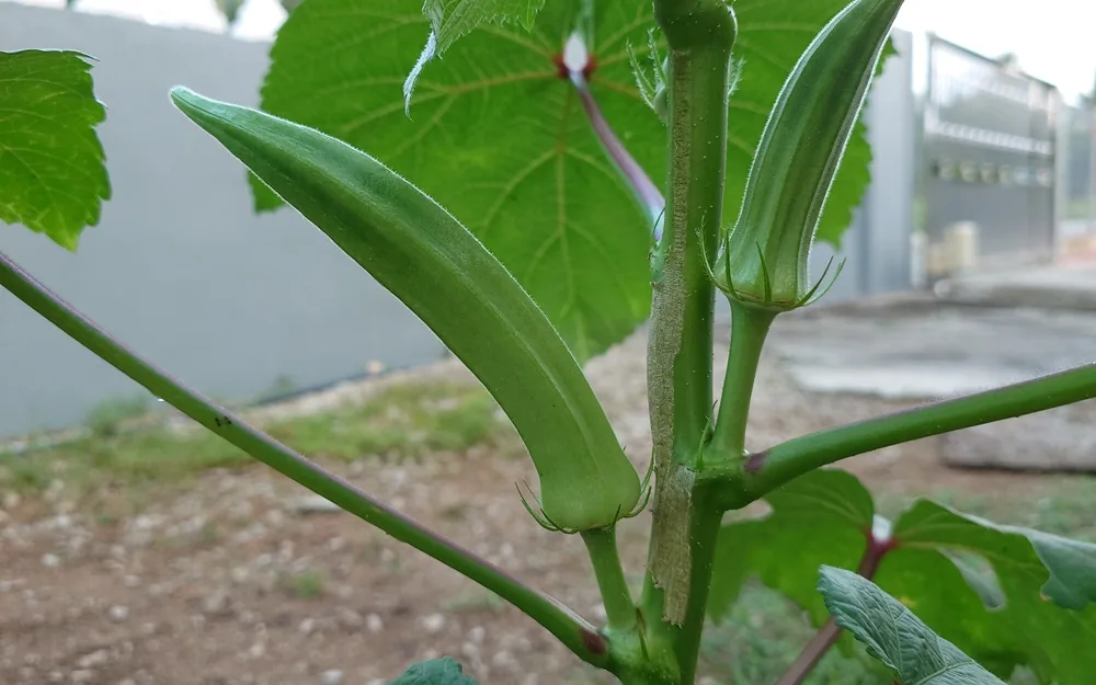 An okra pod growing on its plant