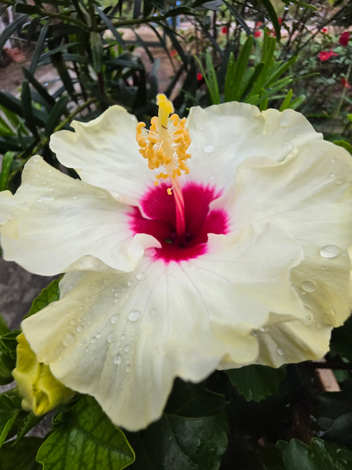 Close-up of a pale yellow hibiscus flower with a deep pink centre and golden stamens
